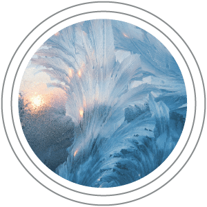 Governance: Micro photo of a spiral fern